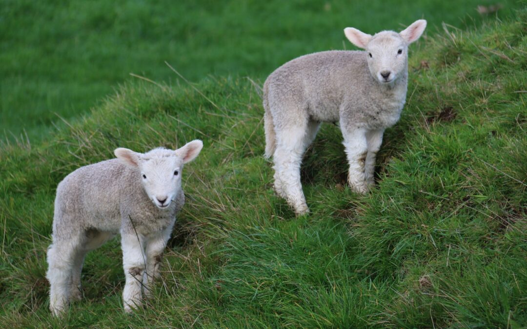 Overraskelse i Ishøj: Uventet lam fredag aften